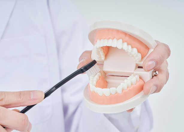 歯の模型を持つ歯科衛生士の画像